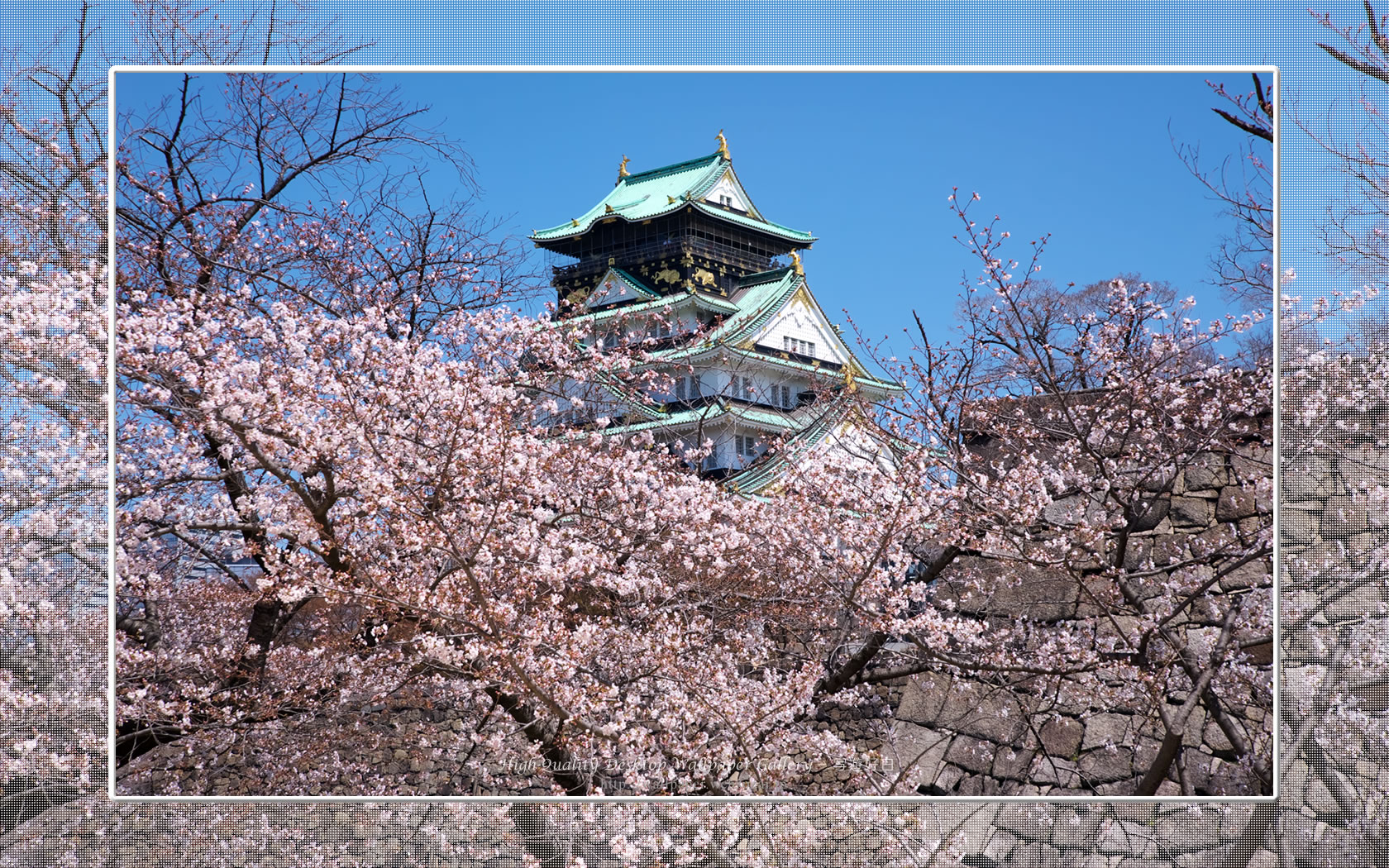 桜と大阪城の壁紙／Wallpaper of Osaka Castle in spring (1680×1050)