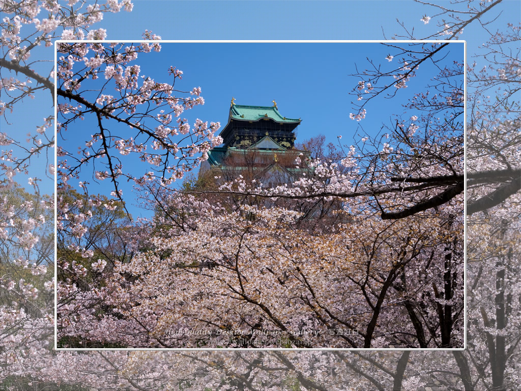 春爛漫の大阪城の壁紙／Wallpaper of Osaka Castle in spring (1024×768)