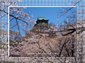 桜と大阪城｜Osaka Castle