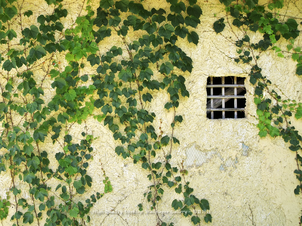 「蔦覆う土塀」の壁紙／Wallpaper of Old Wall with Ivy of the Water Wheel in Shinshu (1024×768)
