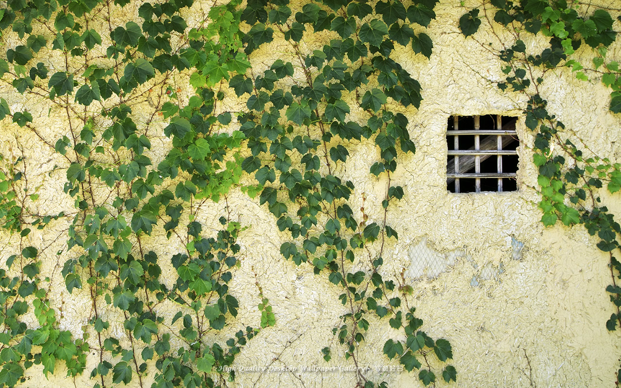 「蔦覆う土塀」の壁紙／Wallpaper of Old Wall with Ivy of the Water Wheel in Shinshu (1280×800)