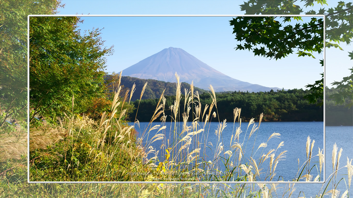 富士山の壁紙／Wallpaper of富士山とススキ in Fuji Lake Districti (1366×768)