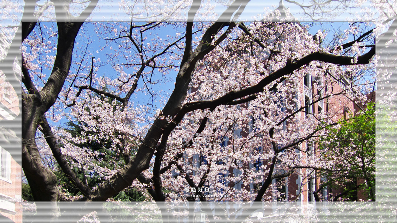 ワイド壁紙　― 桜の学舎 ―